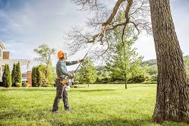 Trusted Whitesboro, AL Tree Services Experts