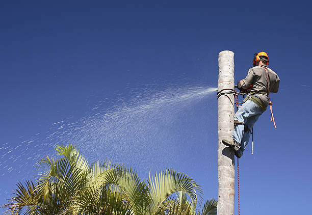 Best Seasonal Cleanup (Spring/Fall)  in Whitesboro, AL