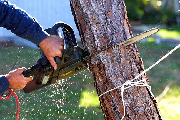 How Our Tree Care Process Works  in  Whitesboro, AL