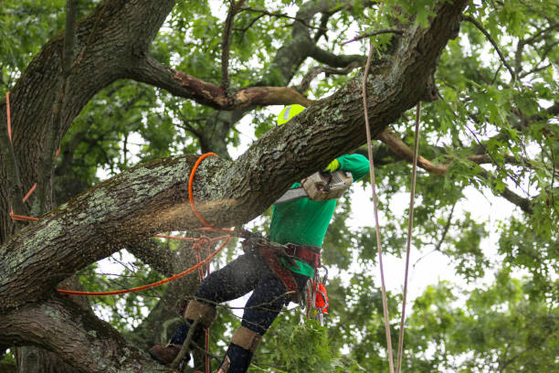 Tree and Shrub Care in Whitesboro, AL